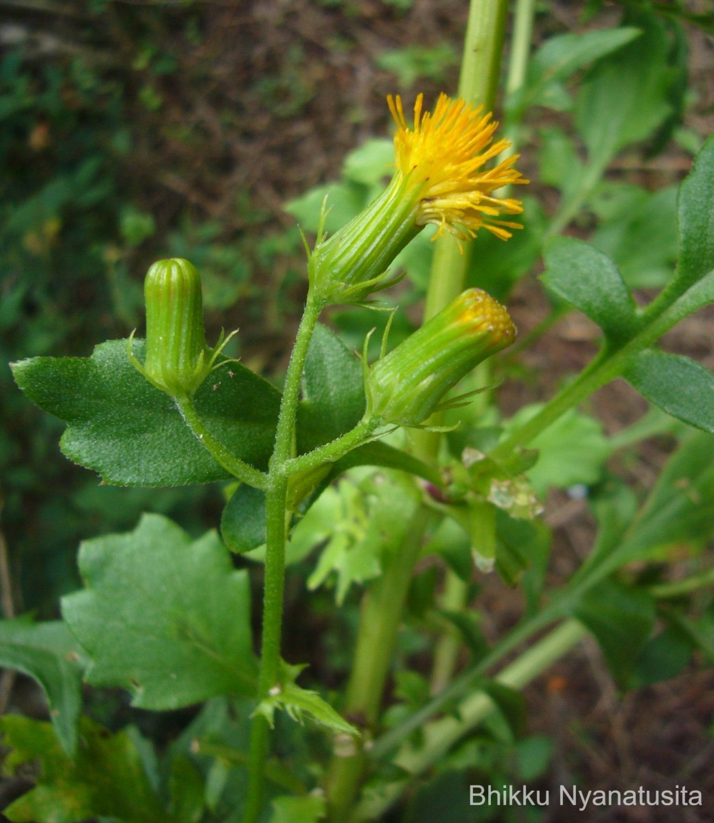 Gynura lycopersicifolia DC.